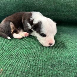Mellow - Black and white male American Corgi puppy in Hico, Texas from Chisholm Trail Kennels