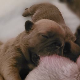 French Bulldog Puppies from 4 Leaf Frenchies