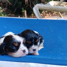 Pumpkin - Tri-color male Cavalier King Charles Spaniel puppy in Villa Rica, Georgia from Georgia Alabama Cavaliers