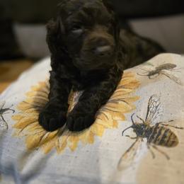 Boykin Spaniel, English Springer Spaniel, and Rat Terrier Puppies from 31 Pines Kennels
