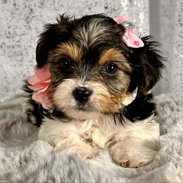 Zuri - Parti female Yorkshire Terrier puppy in Denver, Colorado from Melrey's paws