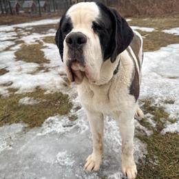Vincent - Saint Bernard