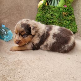 Miniature American Shepherd and Miniature Australian Shepherd Puppies from ATX Mini Aussies