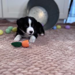 Miniature Australian Shepherd Puppies from Spruce It Up