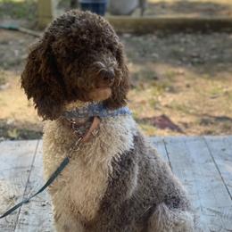 Bowie - Poodle