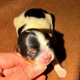 Lucia - Black tan and white female Biewer Terrier puppy in Stockbridge, Georgia from Jenn’s Georgia Morkies and Biewer Terriers