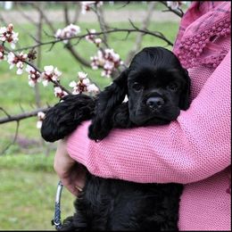 Cocker Spaniel Puppies from Belive in Dreams Cockers