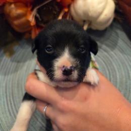 Male 2 - Black tri-color male Assorted Doodle Crosses puppy in Mouth Of Wilson, Virginia from Holly Ridge Aussies, Aussiedoodles & Corgis