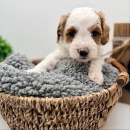 Dark Green - Parti male Goldendoodle puppy in Philadelphia, Mississippi from Oakie Doodles
