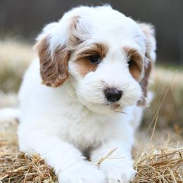 Australian Labradoodle Puppies from Snooze and Sniff Labradoodles