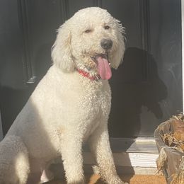 Walter - Bernedoodle