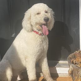 Walter - Bernedoodle