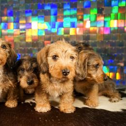 American Corgi, Dachshund, and Pembroke Welsh Corgi Puppies from Shining A Lowriders & Co.