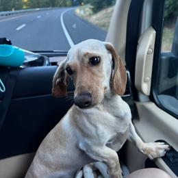 Oliver - Cream male Dachshund puppy in Mesa, Arizona from Ruby Desert Doxies