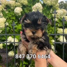 Yorkshire Terrier Puppies from Yorkie Puppies Redwood Ranch