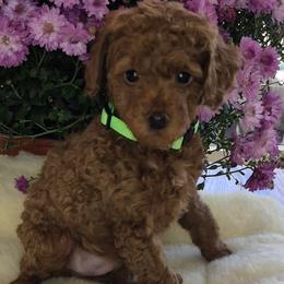 Boy 2 - male Poodle puppy in Spotsylvania, Virginia from Sweet Honey Poodles of Virginia