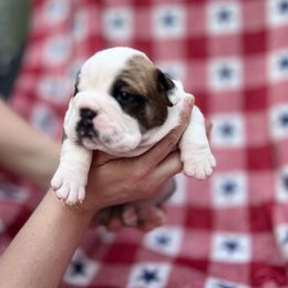 Bulldog Puppies from Sweet Rolls