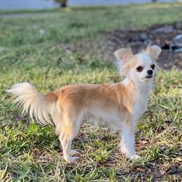 Prada - Chihuahua