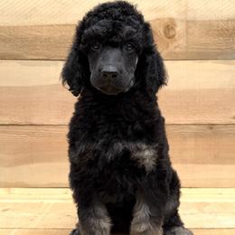 Maitake - Phantom male Poodle puppy in Arroyo Grande, California from Ever So Clever Poodles