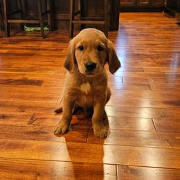 Camambert - Golden male Golden Retriever puppy in Dayton, Minnesota from Akoya Kennels