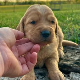 Badger - Golden male Golden Retriever puppy in Doniphan, Missouri from Stockford’s Golden Retrievers