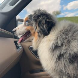 Dakota - Miniature Australian Shepherd