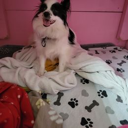 Flower - Papillon