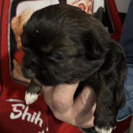 Girl 1 - Shih Tzu puppy from Mending Hearts Shih Tzu's