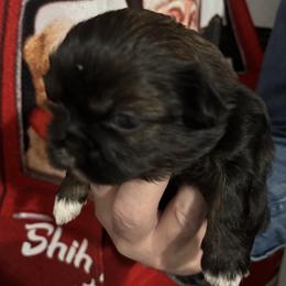 Girl 1 - Shih Tzu puppy from Mending Hearts Shih Tzu's