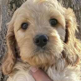 Cavapoos and Goldendoodles from Blackberry Farm Puppies