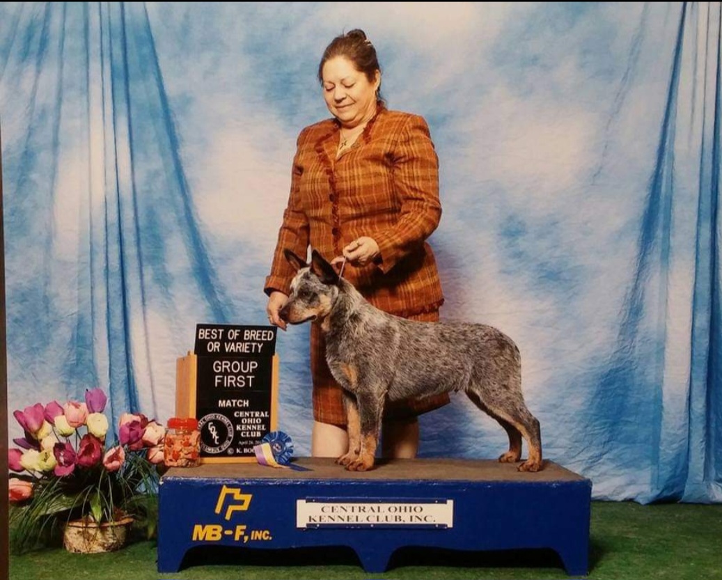 Chunk - Australian Cattle Dog