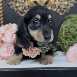 Bubbles - Black and cream female Dachshund puppy in Collins, Georgia from Liberty Longhair Dachshunds