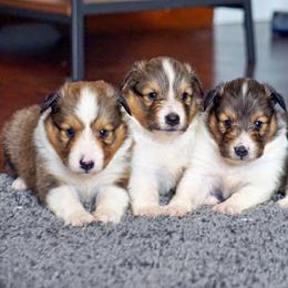Pomsky, Rottweiler, Shetland Sheepdog, and Toy Shetland Sheepdog Puppies from Mountain High Kennels