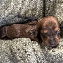 Boy 1 - Dachshund puppy from DeLorenzo Dachshunds