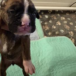 Boxer Puppies from KCF Boxers