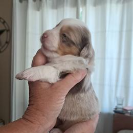 RMF6 - Red merle female Miniature American Shepherd puppy in Elgin, Oregon from LongMile Aussies