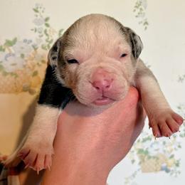 Girl 7 - female Alapaha Blue Blood Bulldog puppy in Grafton, Ohio from Eclipse Alapaha Kennels