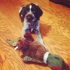 German Wirehaired Pointer Puppies from RipTide Kennels