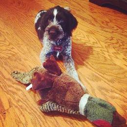 German Wirehaired Pointer Puppies from RipTide Kennels