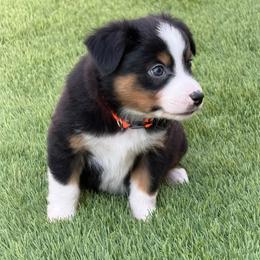 Moss - Black tri male Miniature Australian Shepherd puppy in Oroville, California from Diamond Arrow Aussies