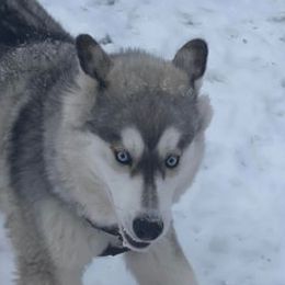 Siberian Huskies from Natural Wooly Siberian Huskies