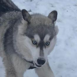Siberian Huskies from Natural Wooly Siberian Huskies