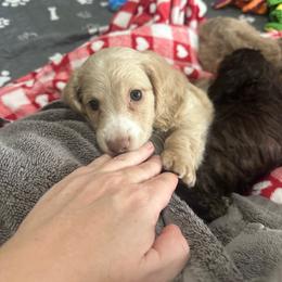 Blue boy - Cream male Dachshund puppy in Kissimmee, Florida from Dazzling Frenchies and Doxies