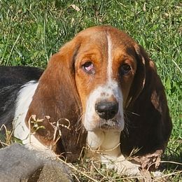 Basset Hounds and Dachshunds from TN Miniature Dachshunds