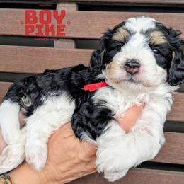 Pike - Tri-color male Bernedoodle puppy in Cambridge, Minnesota from Country Meadow Doodles