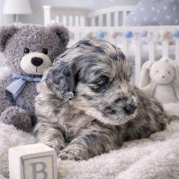 Merle Haggard - Merle male Goldendoodle puppy in Aurora, Illinois from Chicago Goldendoodles