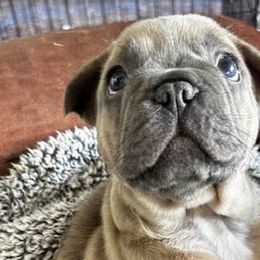 French Bulldogs from Vasile Frenchie