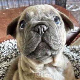 French Bulldogs from Vasile Frenchie