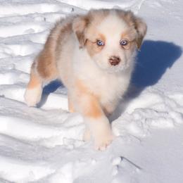 BREW - Red merle male Australian Shepherd puppy in Falcon, Missouri from www.maubachranch.com