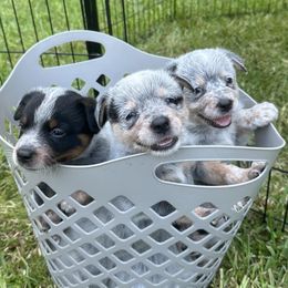 Australian Cattle Dogs from Overtime Cattle Dogs